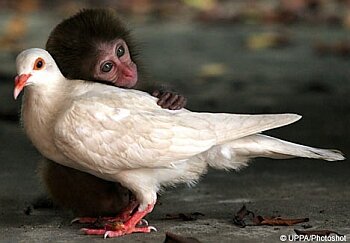 monkeyPigeonbonding